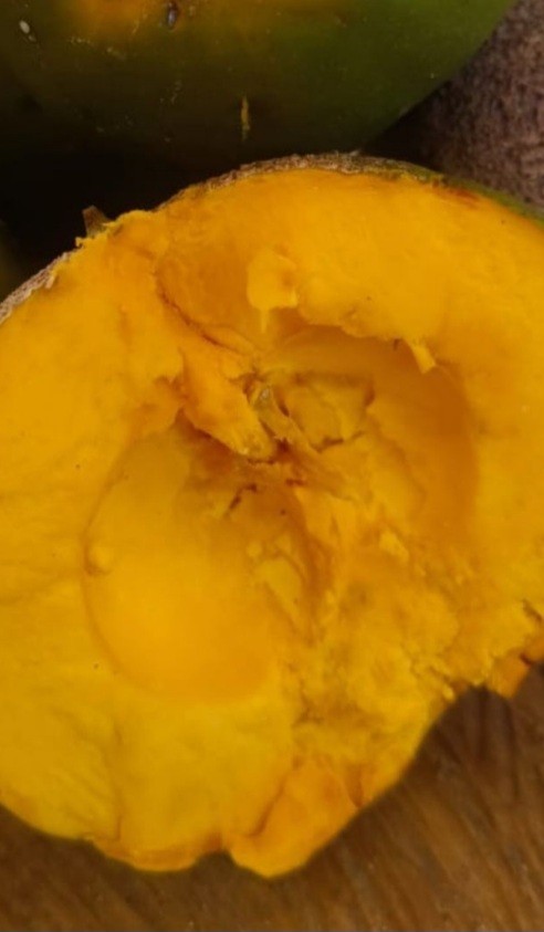 Super Rare Pouteria Lucuma Tree 18″ Creamy Sweet Fruit 1G Sunburn Leaves