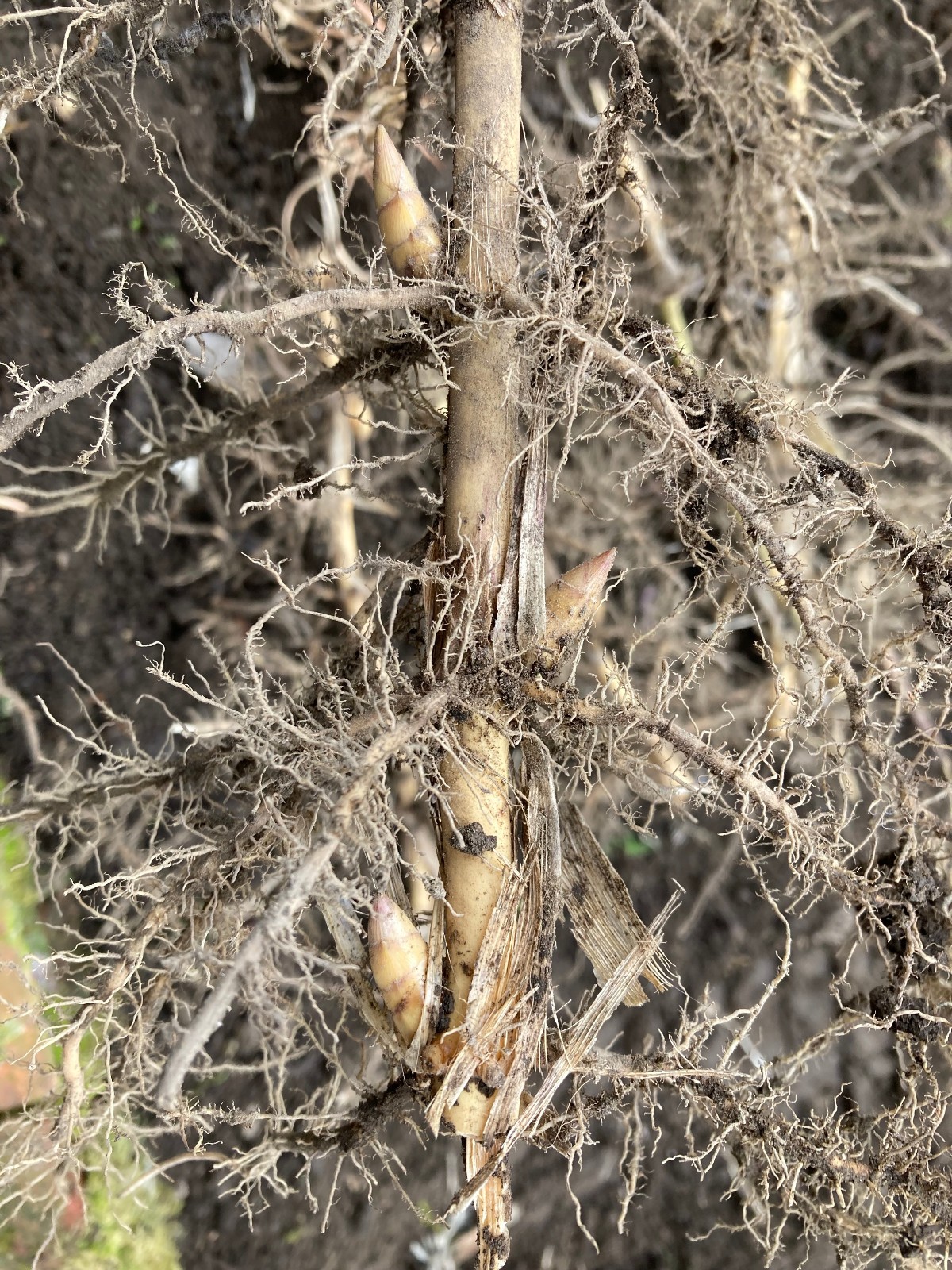 Phyllostachys bissetii Bissett’s Bamboo Cold Hardy Zone 5 Bamboo Rhizomes 3 Ct.