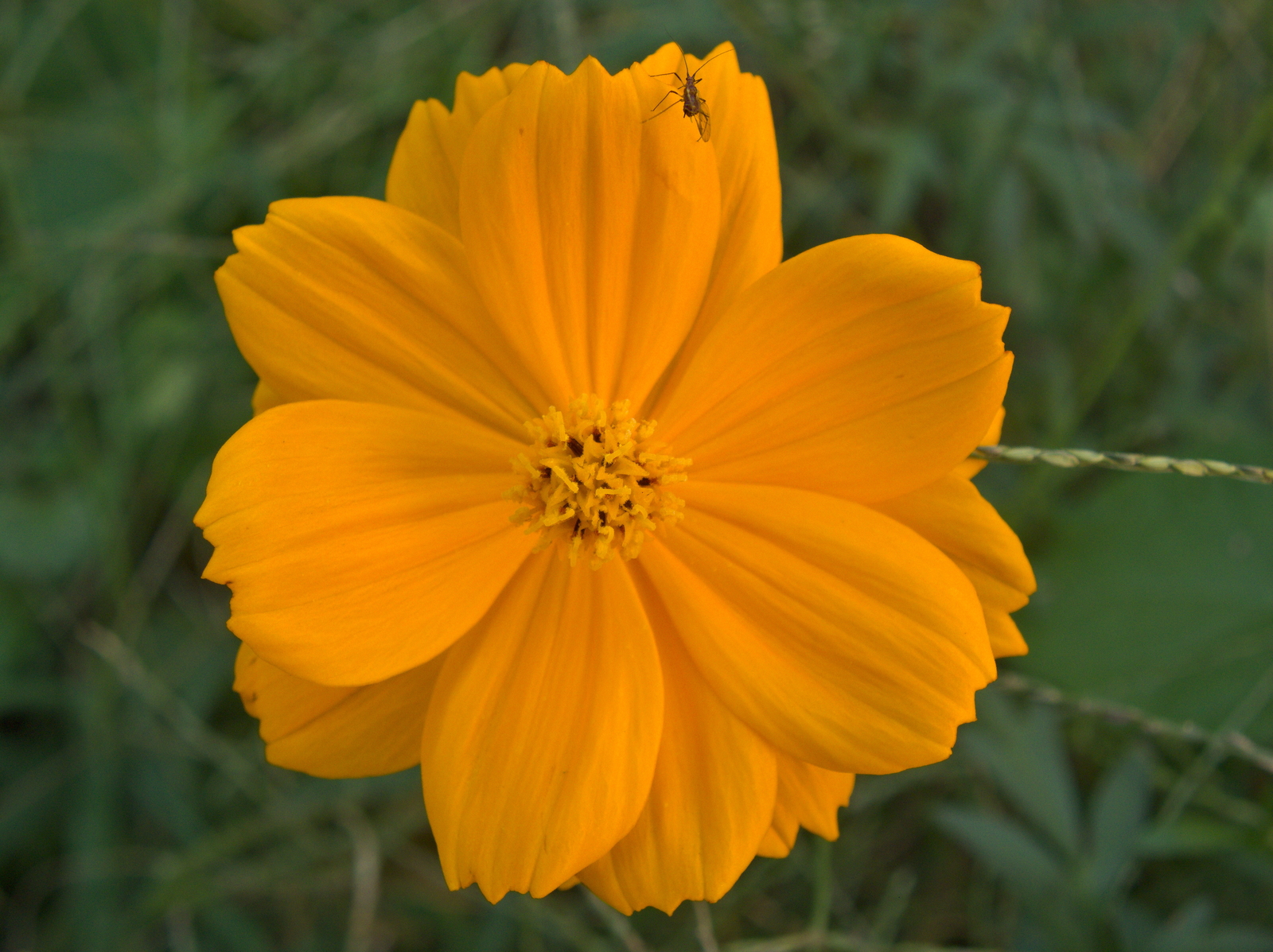 2,000 COSMOS SULPHUREUS Seeds (Sulphur Orange Cosmos) | NON-GMO | Free shipping