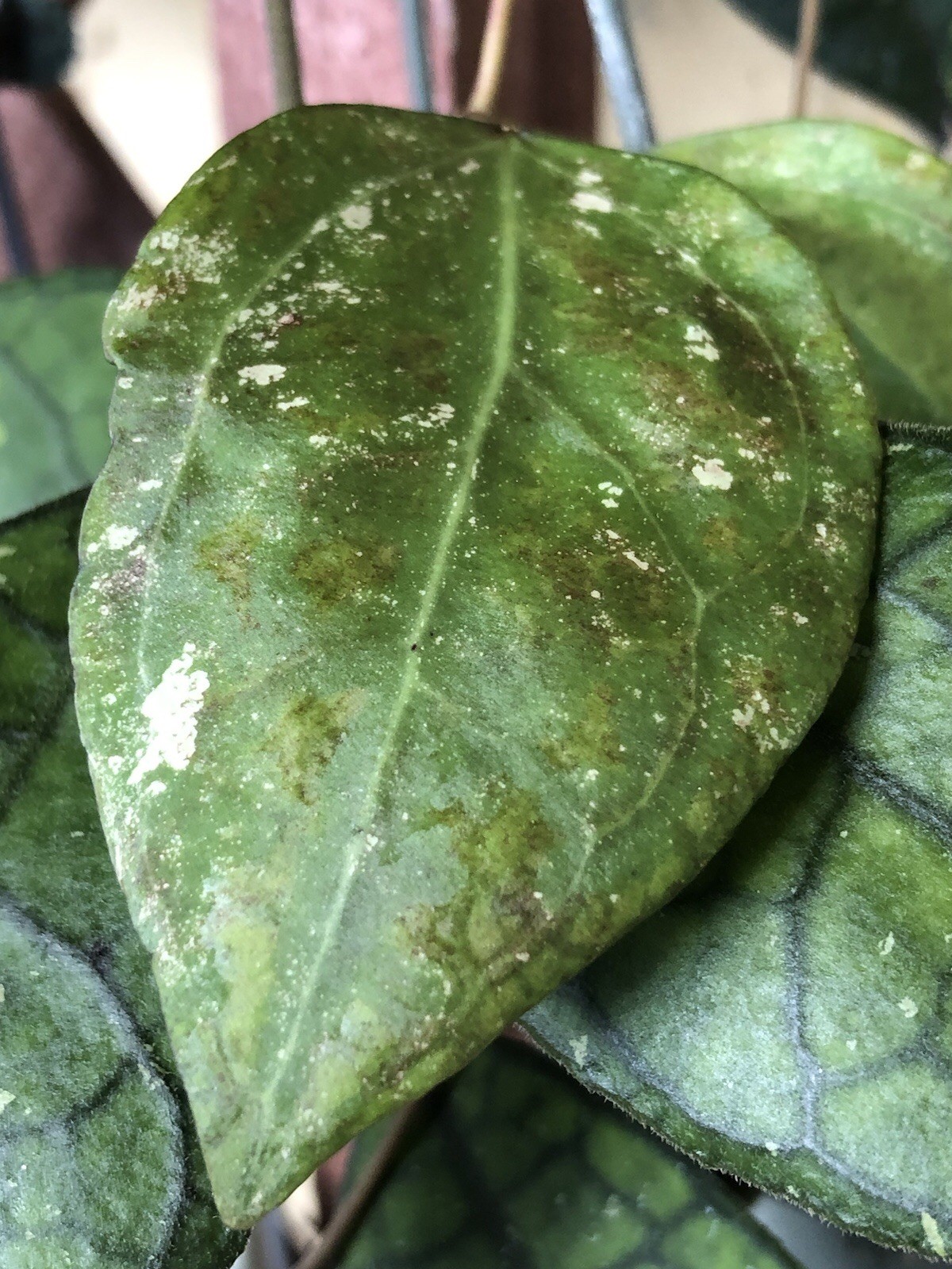 HOYA VERTICILLATA WAYANG (FROSTY) (ROOTED PLANT)