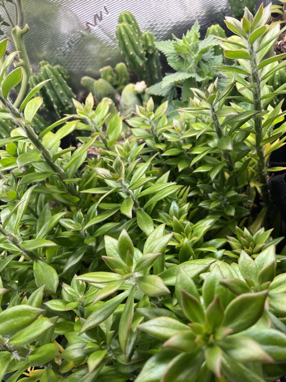 5 4 Inch Pereskiopsis Spathulata Cuttings | Healthy Grafting Stock | Fast Growth