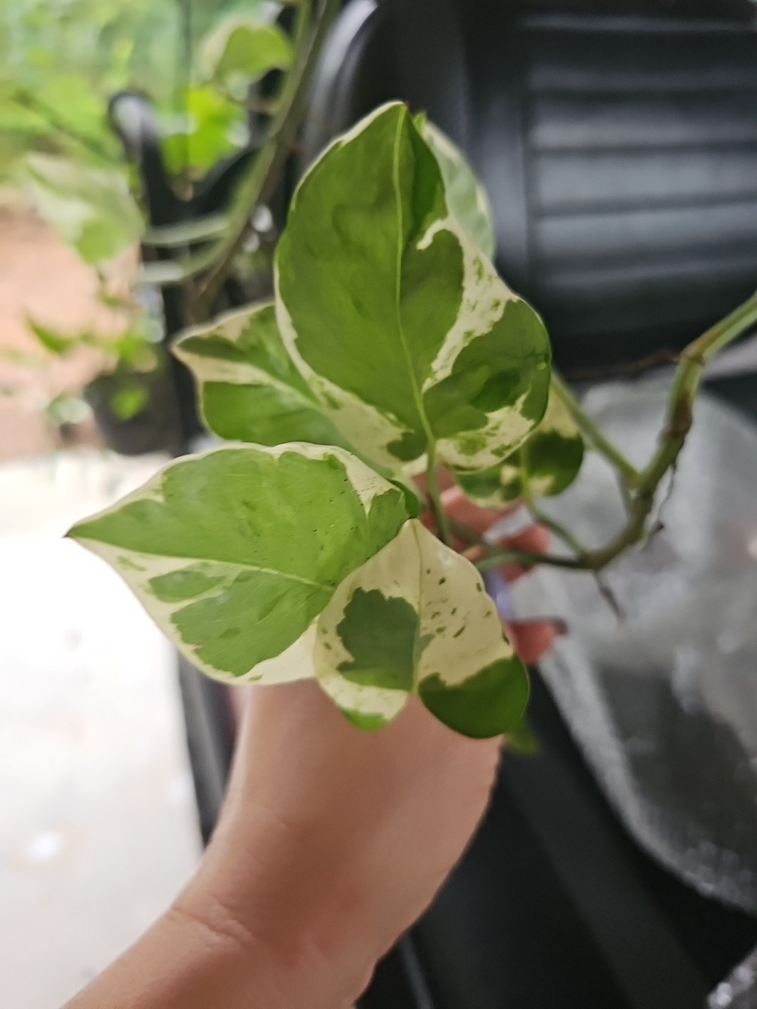 N Joy Pothos One Fresh 3 Node Cutting