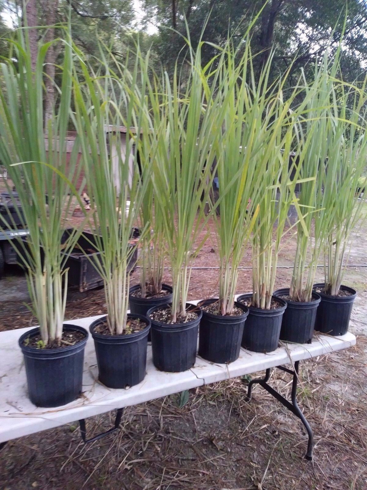 Lemongrass 12 LIVE Plants Each 4In to 7In Tall fully rooted Fever grass citratu