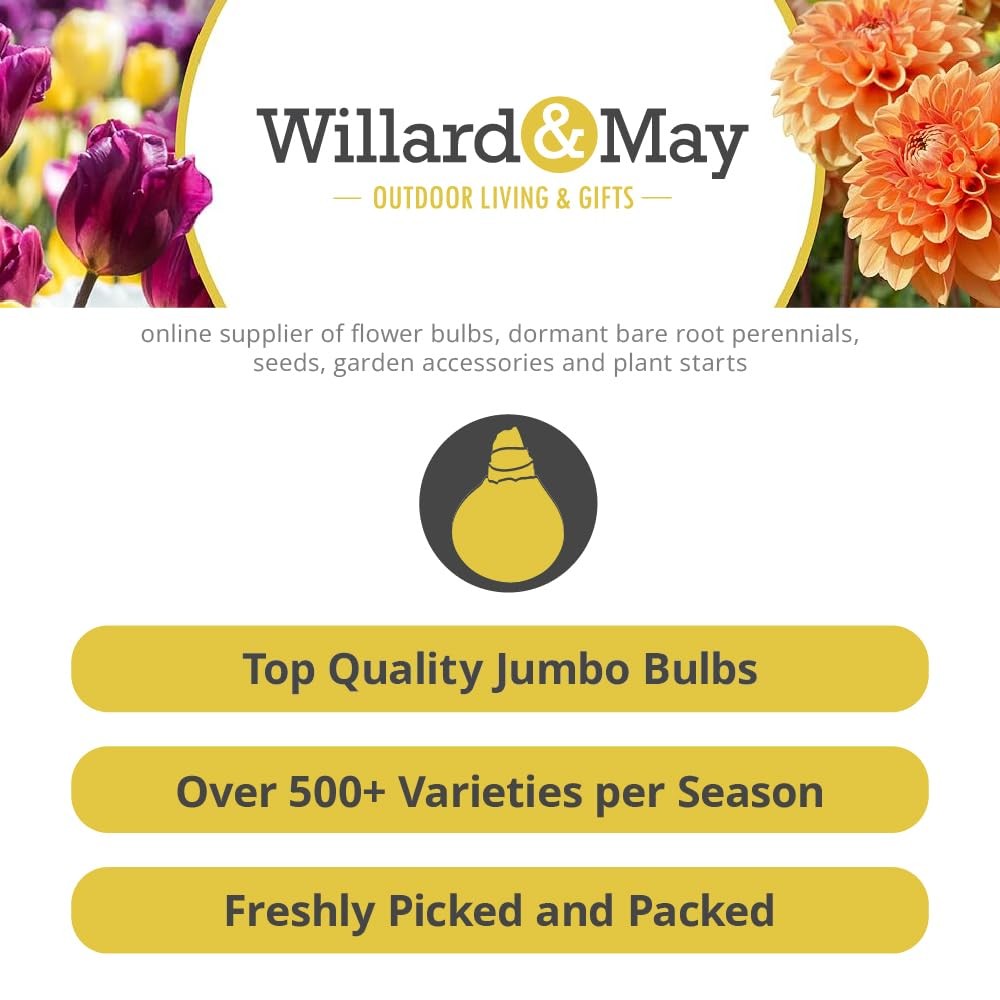 Grower Special Mix Gladiolus Flower Bulbs – 100 Bulbs Assorted Colors – Make …