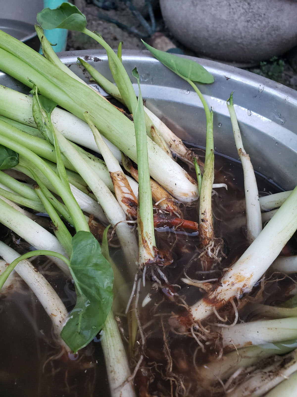 10 pcs EDIBLE Elephant Ear Stalks LIVE PLANT – Taro babyl plants / Bac ha