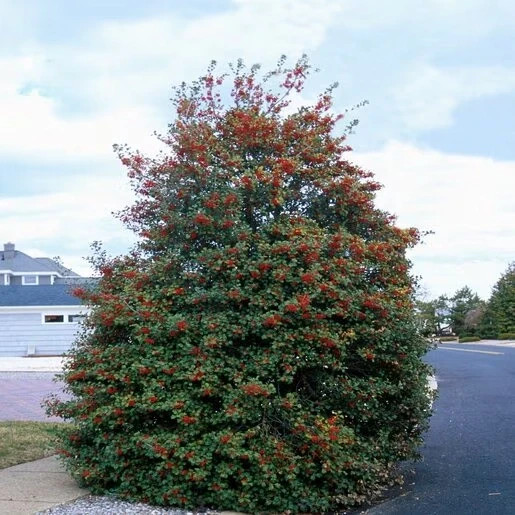5 American holly tree 12″ burlaped