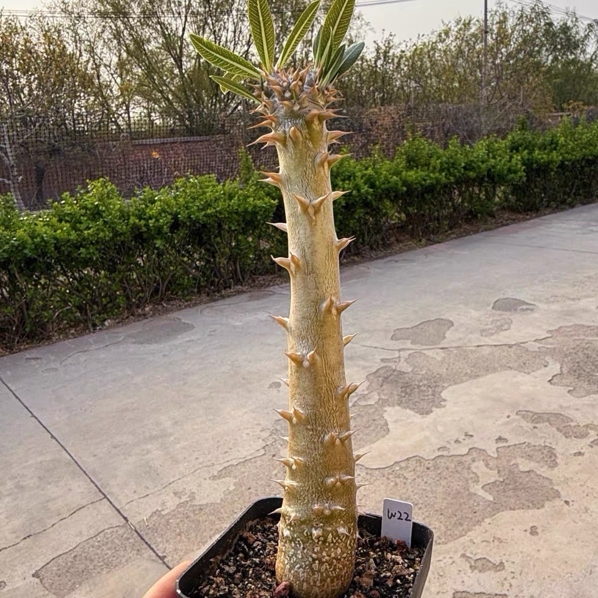 Pachypodium densiflorum Rare Caudex Succulent Exact Plant