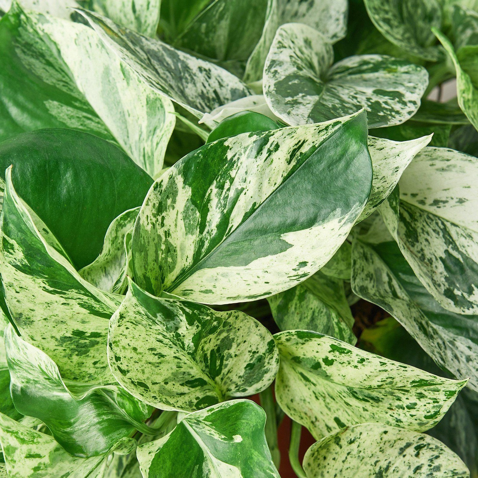 Pothos Marble Queen • Epipremnum aureum • Creamy White & Green Variegation