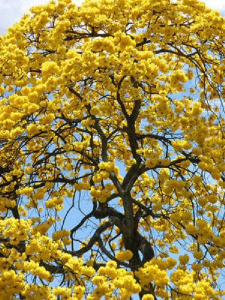TABEBUIA caraiba exotic yellow trumpet golden tree ornamental gold seed 50 seeds