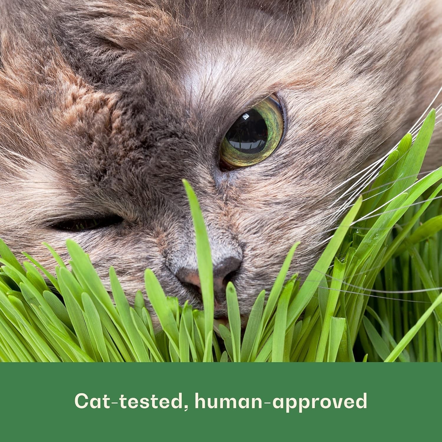 Organic Cat Grass Seeds – 16oz Non-GMO Wheatgrass, Easy to Grow & Pet Friendly