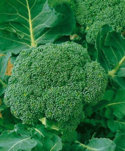 Broccoli Seeds, Waltham 29, Heirloom Broccoli, Non-Gmo Seeds, Broccolis, 100ct