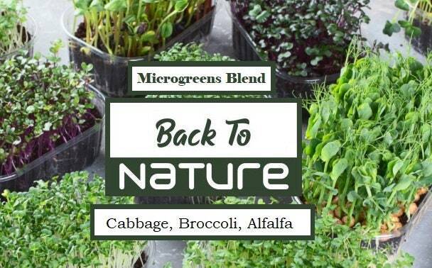 Cabbage, Broccoli, Alfalfa Microgreens – Organic Seeds – Non Gmo – Heirloom Seed