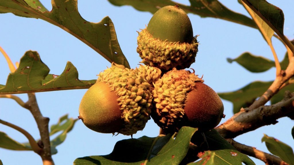 3 Bur Oaks, 2 Sawtooth Oaks & 1 Chinkapin (12-18″) w/15 Bur acorns