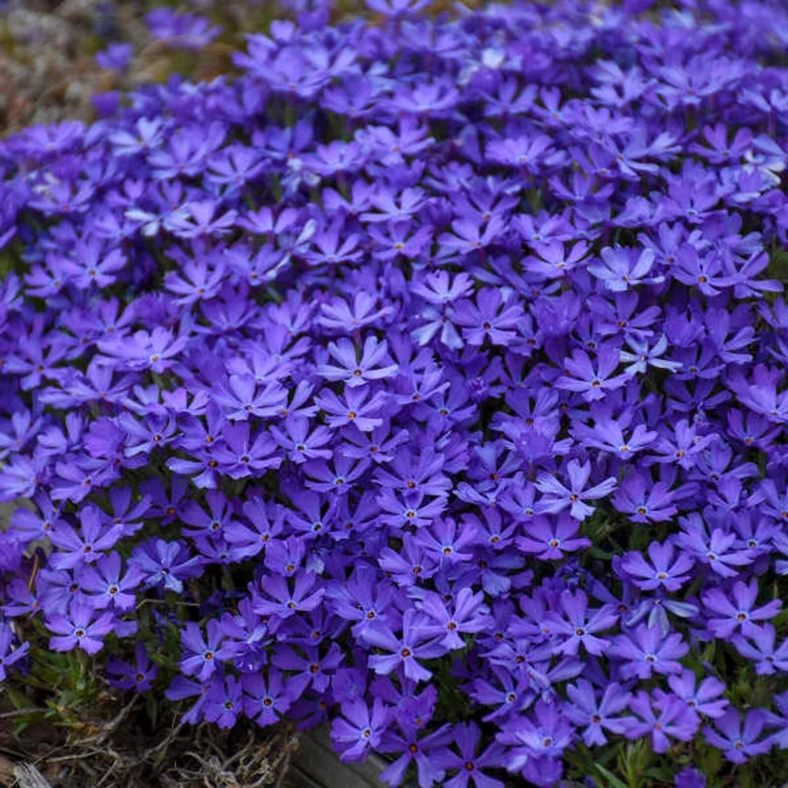 50 Violet Pinwheel Phlox Seeds Flower Perennial Seed Flowers Butterfly US SELLER