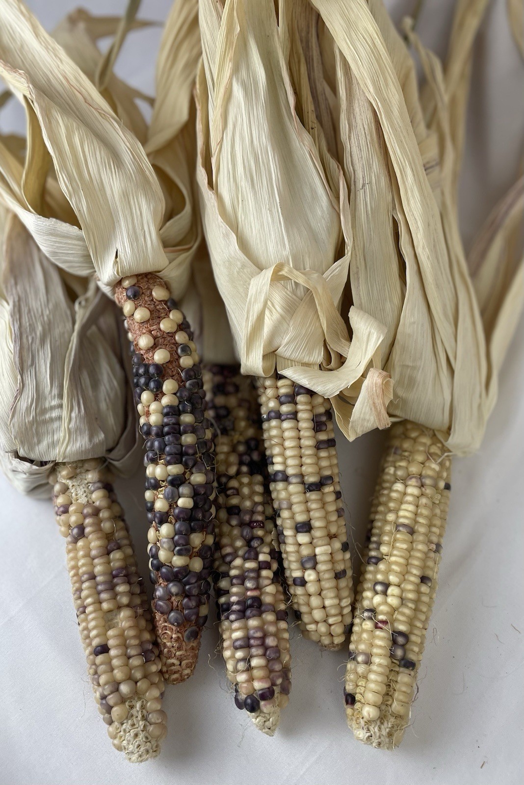 Glass Gem Corn Seeds 1 Oz Bag (125+ seeds) USA Grown Indian Corn Jewel-toned