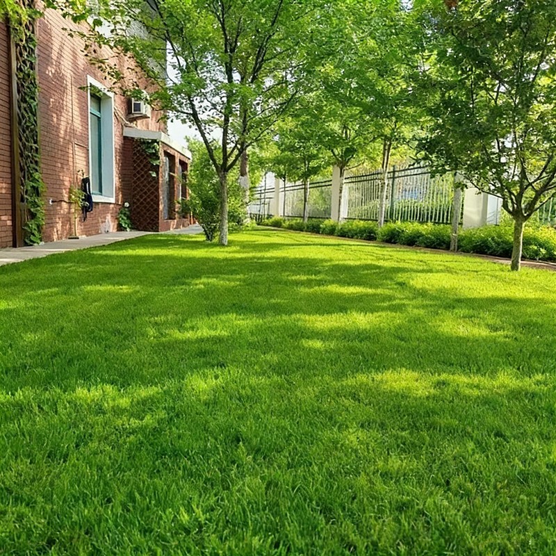 Evergreen Dwarf Grass Seeds for Garden Grass Seeds Growth-Boosting Lawn Seeding