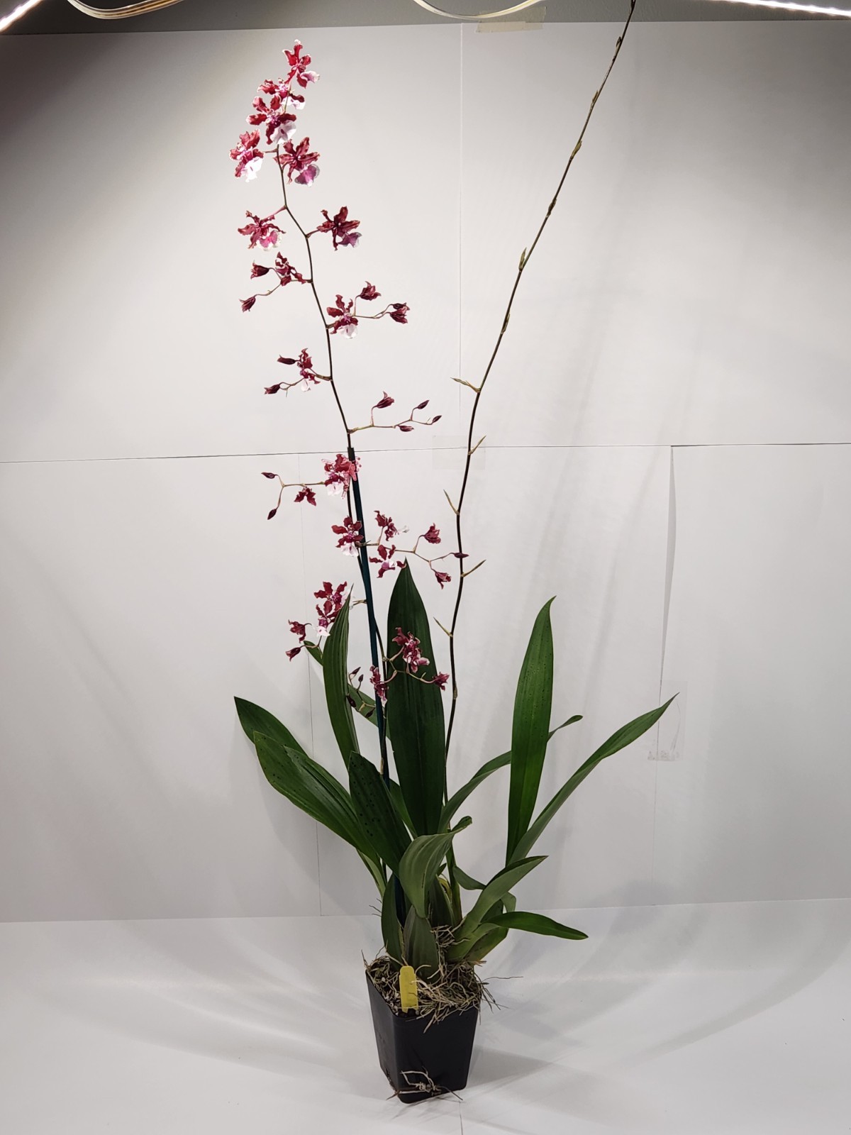 In SPIKE! Oncidium Sharry baby ‘sweet fragrance’ – Fragrant Orchid – 3.5” Pot