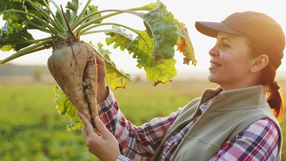 Sugar Beets Seed 250+ Seeds Made in USA Ships from Iowa
