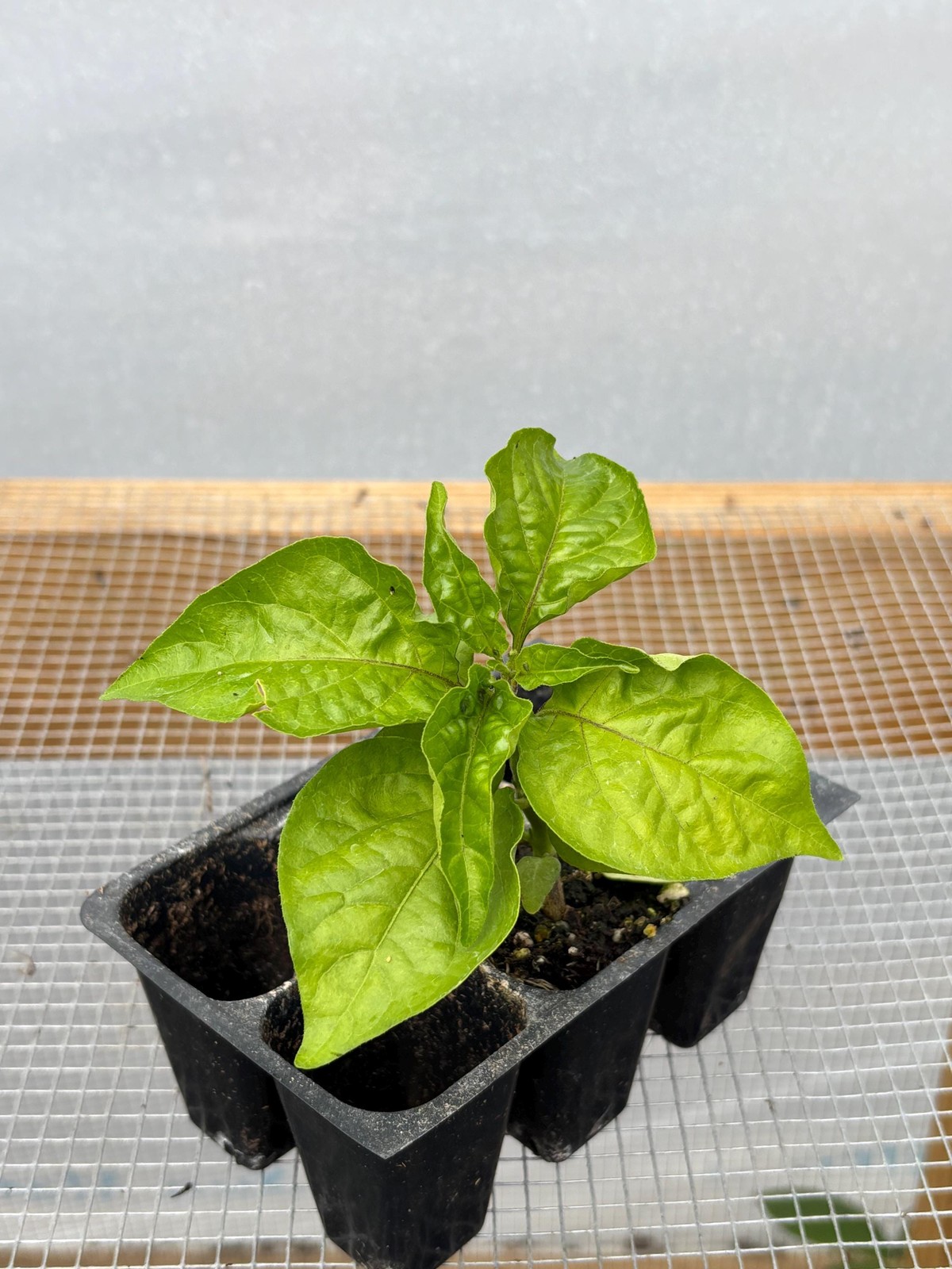 Ghost Pepper *HOT Pepper* Live Plant- Seedlings and Plants- 3″- 12″ tall- 30-60