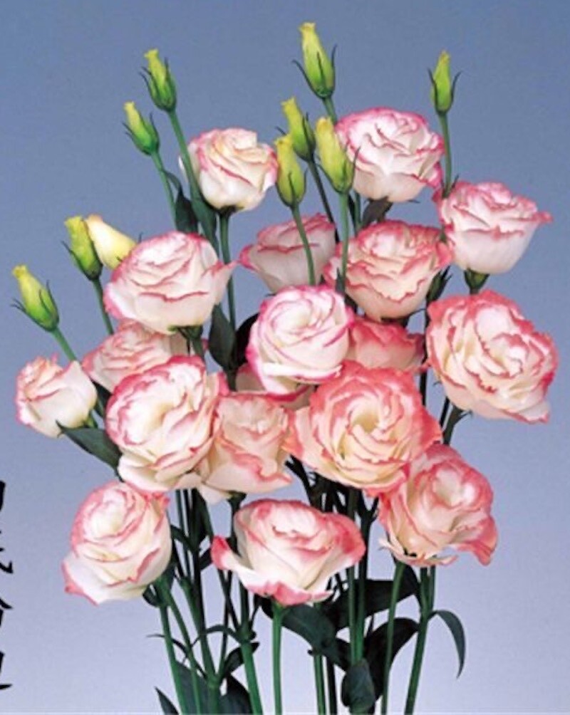 20 SEEDS white/pink LISIANTHUS (Prairie Gentian) Eustoma flower bed USA Seller