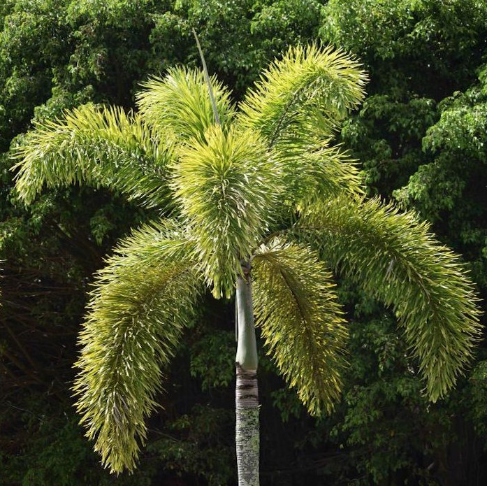 Foxtail Palm Plant – 3 Gallon Pot – Tropical Landscape & Patio Palm for Garden