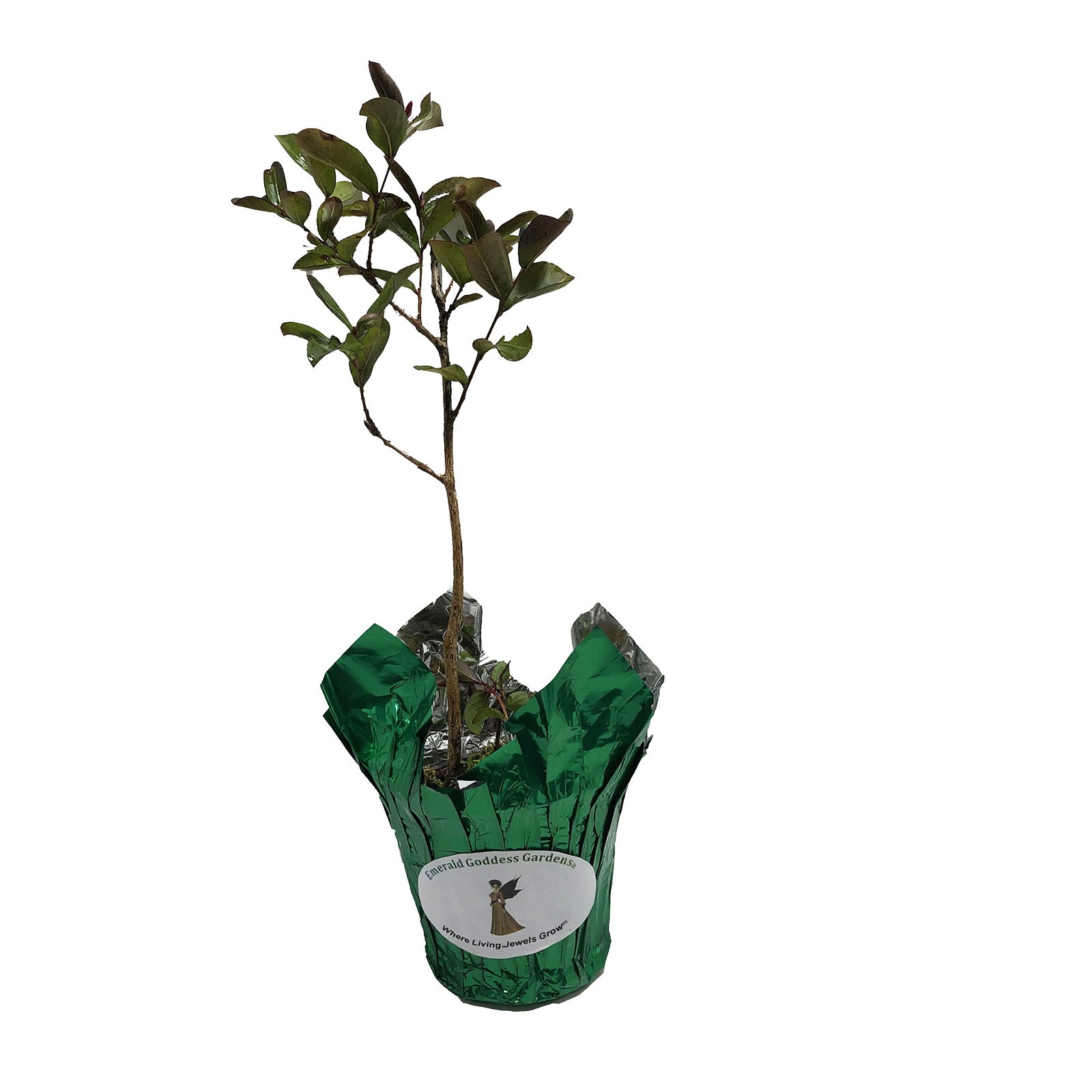Peppermint Lace Crape Myrtle Pink White Flowering Tree Shrub Live Plant