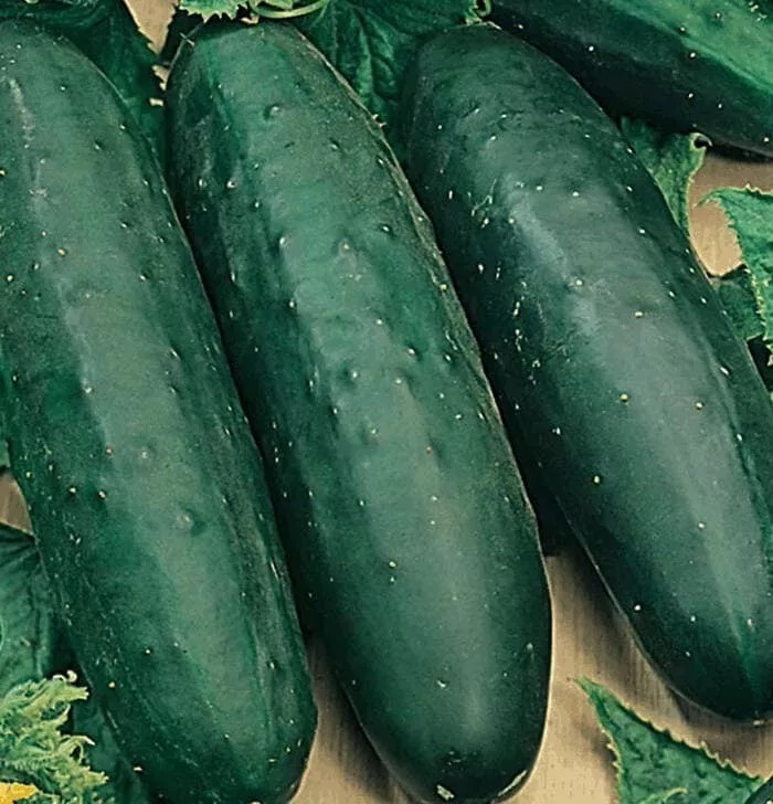 100+ Marketmore 76 Cucumber Seeds – Non GMO — HEIRLOOM — ORGANIC — FRESH