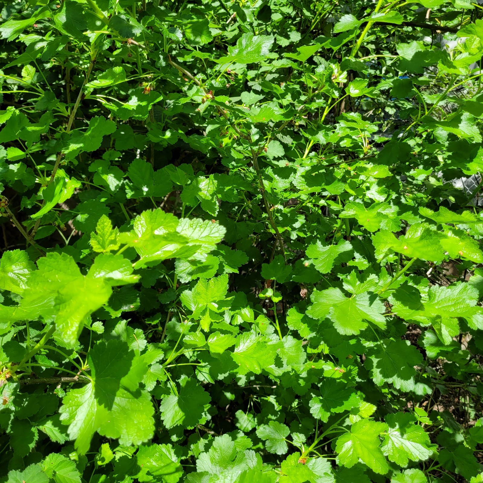 6 Jostaberry Ribes Nidigrolaria Fresh Cuttings Unrooted 6″-9″ Zones 3-8 Hardy