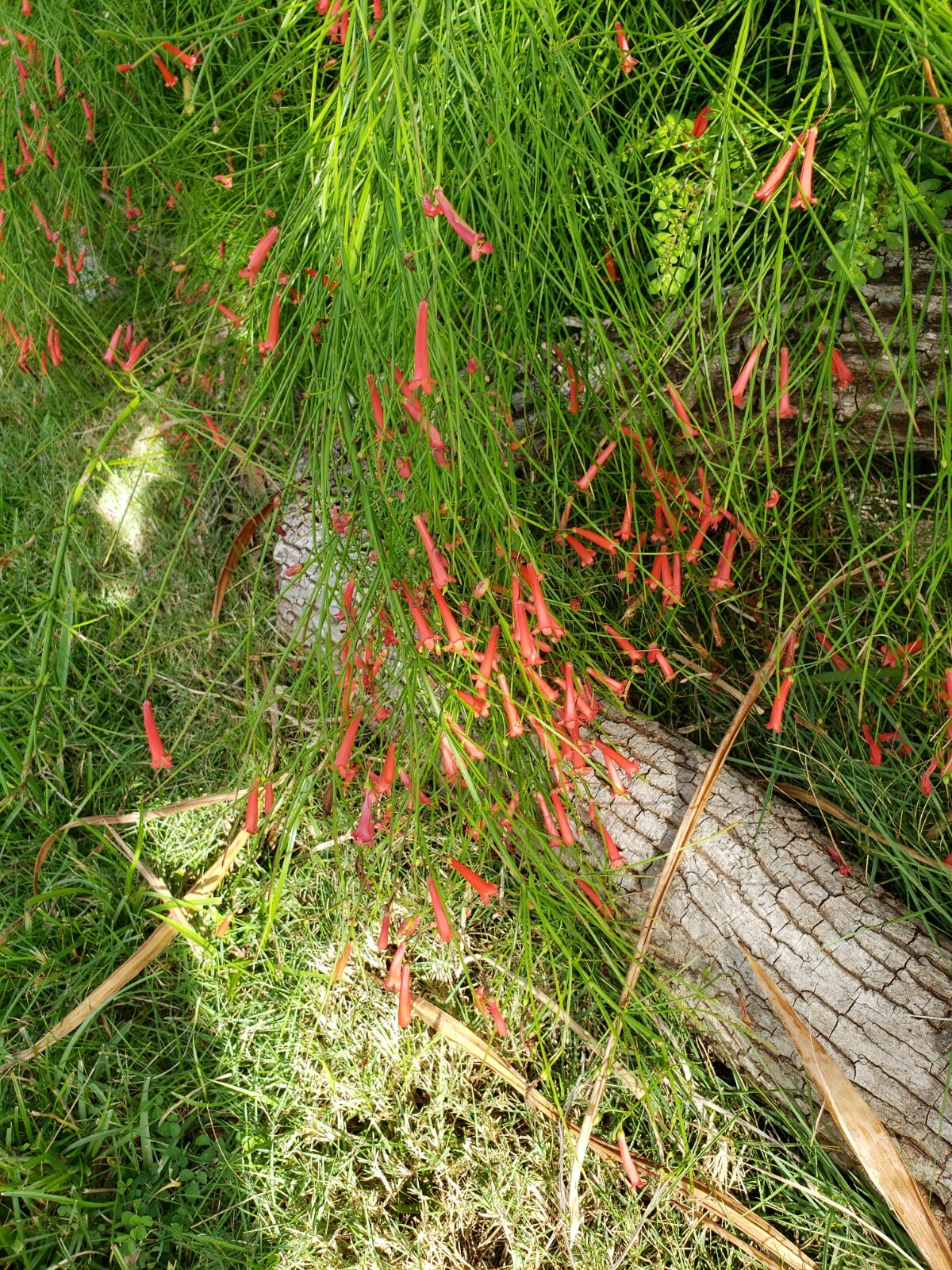 FIRECRACKER FERN Red Flowers Bush Low full green Ground Cover – 10 Cuttings