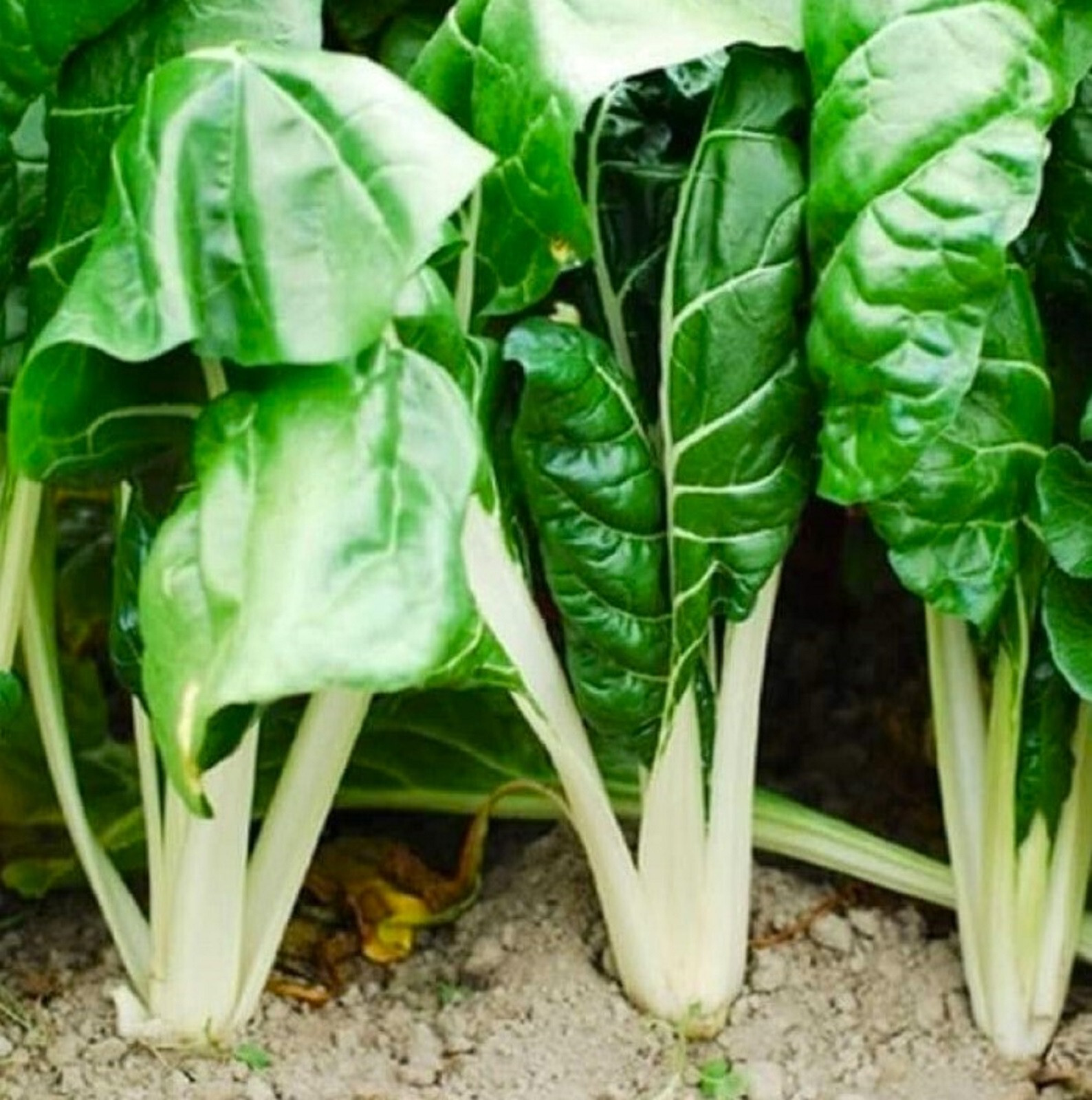 Fordhook Giant Swiss Chard Seeds 100+ SEEDS NON-GMO –BUY 4 ITEMS FREE SHIPPING
