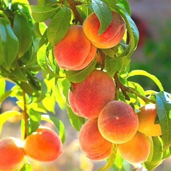 3+ Peach Tree Seeds Belle of Georgia Yellow Peach Tree