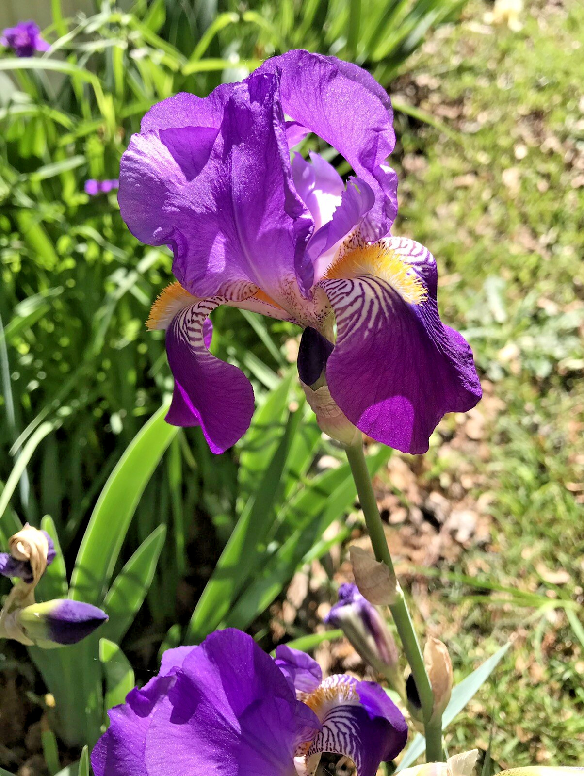 4 Iris Rhizomes Fan Bulbs Perennial Purple Flowers Bare Root Plant