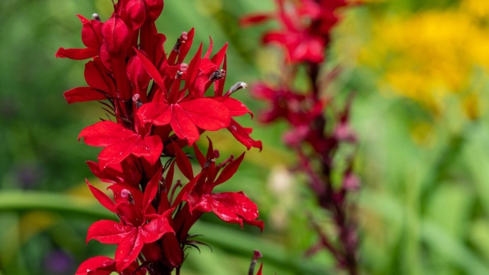 10 Cardinal Flower Wildflower Bare Root Lobelia cardinalis
