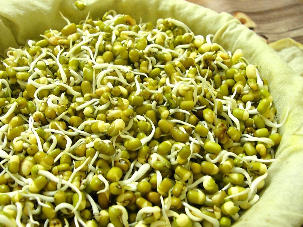 Bean Mung Growing Sprouting Fresh Flavor & Crispnes Oriental Dishe 4 Ounces Seed