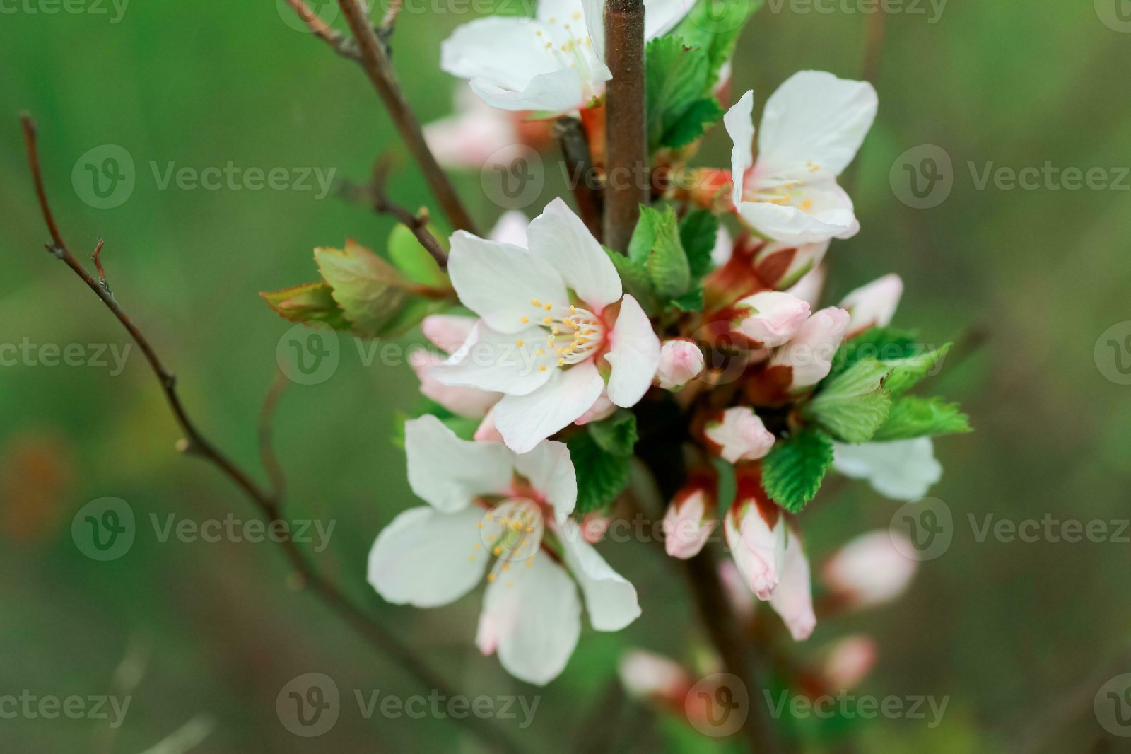 Gabe Nanking White Sweet Cherry Starter Bush/Plant Zones 20-24″ Tall