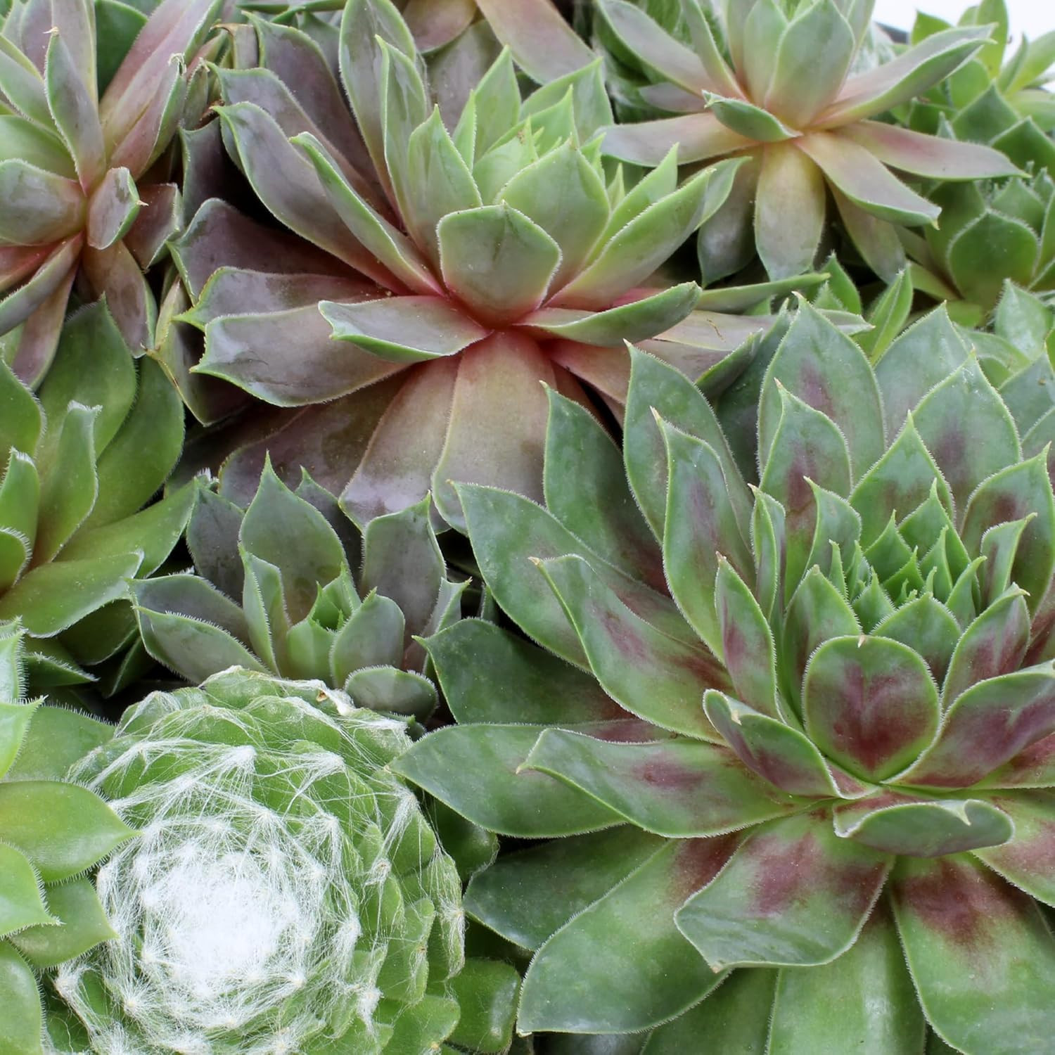 Non-Toxic Live Sempervivum Succulent Plant Gift in 8″ Decorative Pot, Real Succu
