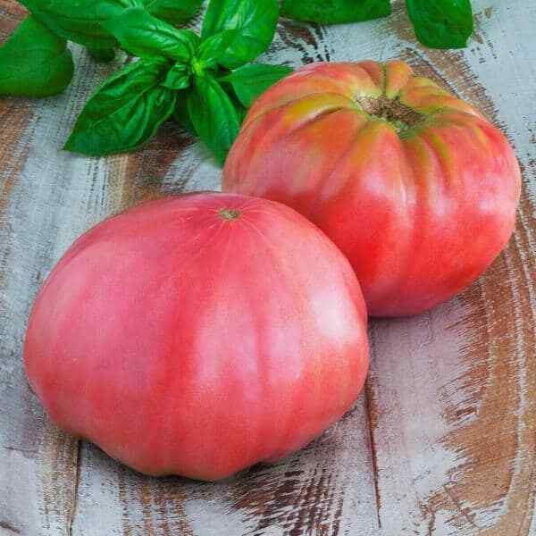 Pink Brandywine Tomato Seeds | Heirloom / Non-GMO | Free Shipping | 1032