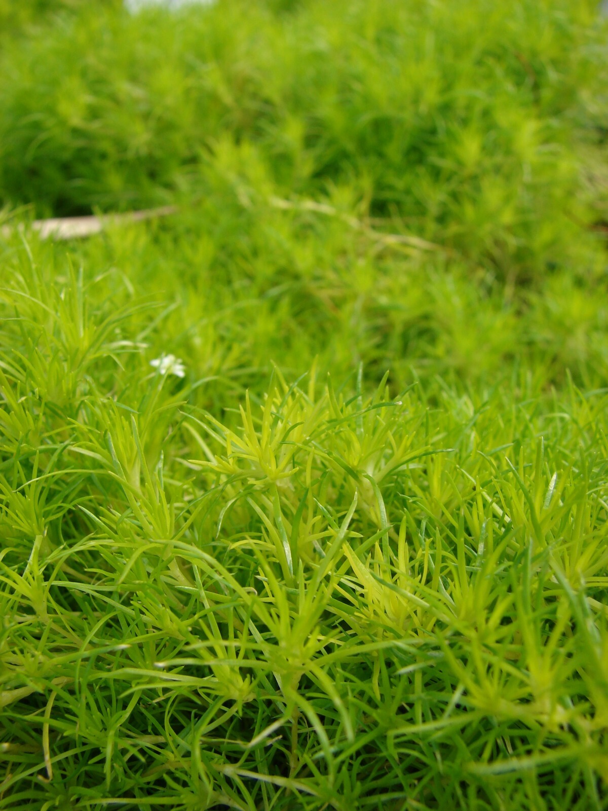 Irish Moss (Sagina Subulata) Low-Growing Evergreen Groundcover
