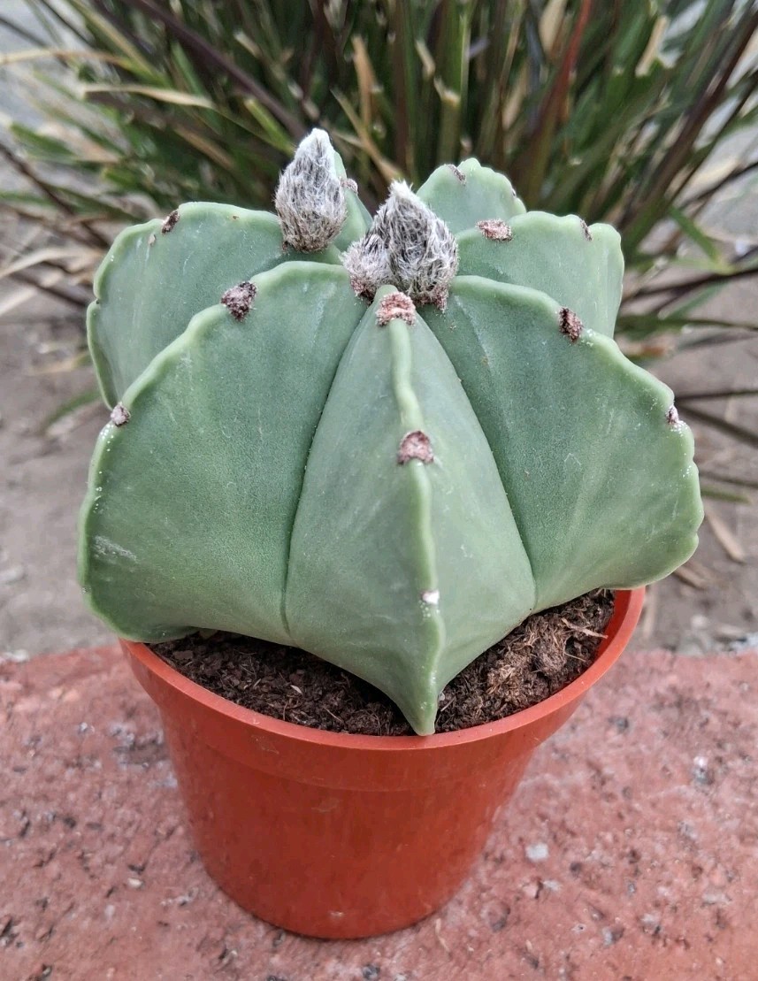 Astrophytum Myriostigma v Nudum Cactus WEIRD 7 RIB Ships in A 3.5″ pot!