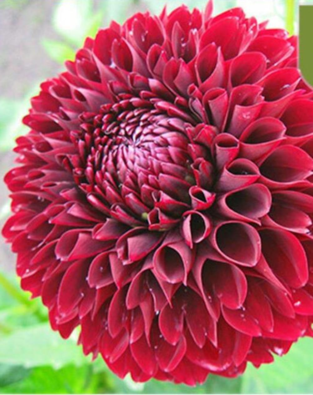 20 EXOTIC RARE DAHLIA SEEDS blossom bloom garden flower bed plant diy 18-#1-6