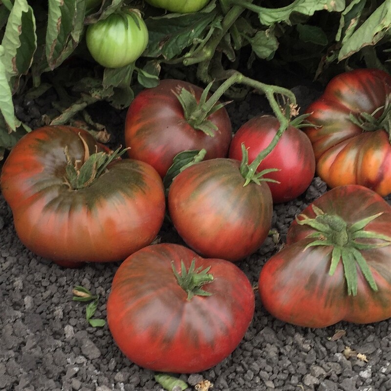 Black Brandywine Tomato Seeds 50 Ct Vegetable HEIRLOOM NON-GMO USA FREE SHIPPING