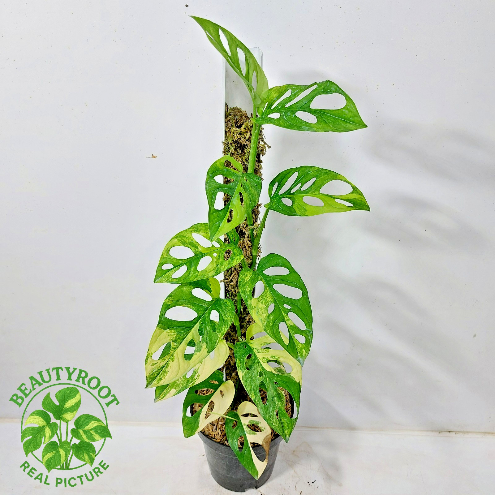 Actual Photo Monstera Adansonii Aurea Variegated Free Phyto