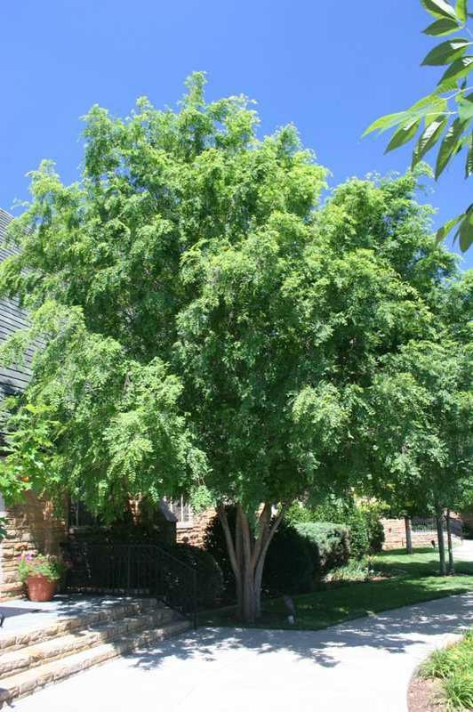 Lacebark Elm – 12 – 18″ Tall – Grown in a 4″ Pot