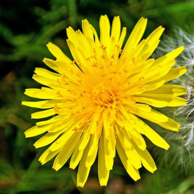 2500-3000 Dandelion seeds – Taraxacum Officinale