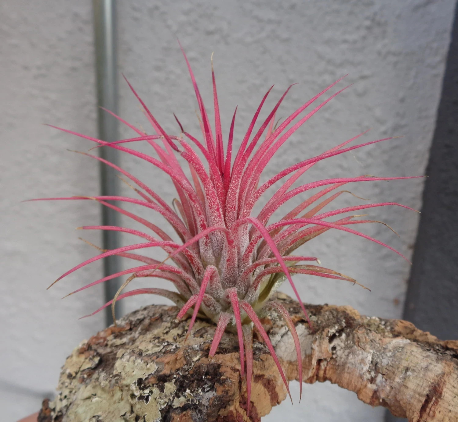 Tillandsia Ionantha Guatemala Air Plants