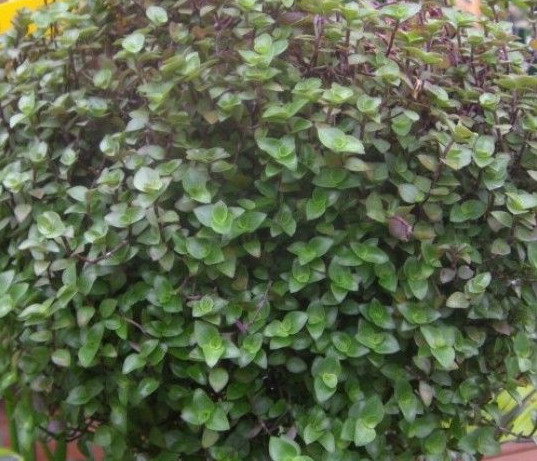 Dwarf Bolivian Wandering Jew – Tradescantia Minima Callisia Repens – 10 Cuttings