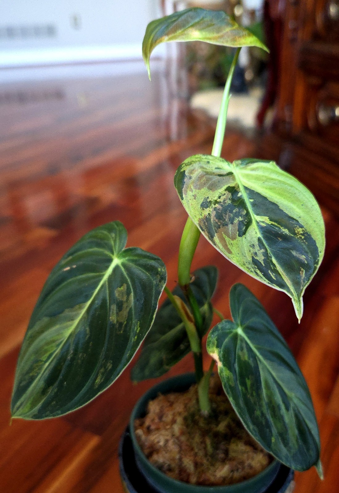 Rare Philodendron Variegated Melanochrysum 13″ Tall Not Anthurium Aroid Monstera