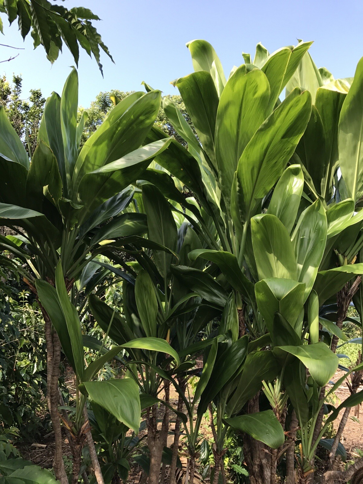 Hawaiian Green Ti Leaf Fresh Cuttings 6″ Starter 3 Logs
