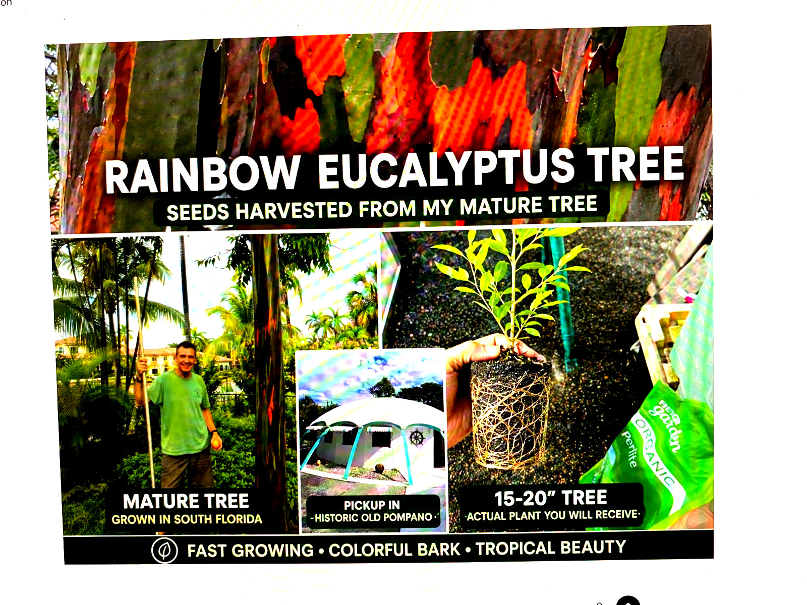 Rainbow eucalyptus 8 tt tall/pick up in Pompano Florida/this item pick up only