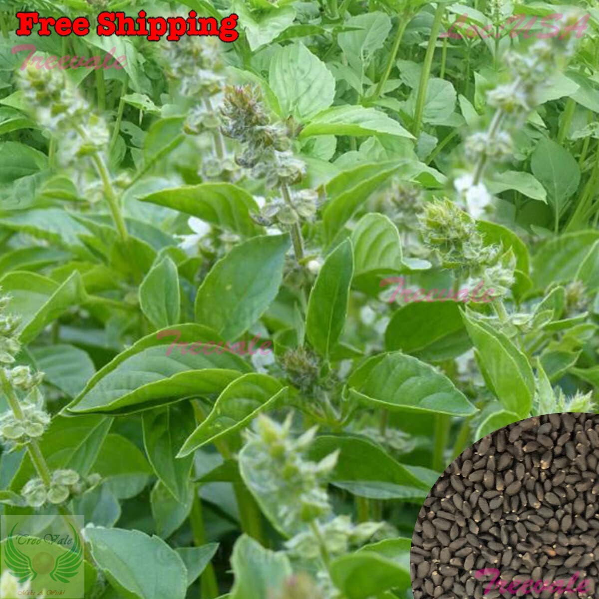 Lemon Basil Seeds | Lao,Persian,White,Thai Lemon Basil SEEDS | Vegetable Seeds
